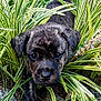 backyard, brick_wall, brindle_coat, close_up, cute, dog, eyes, flowers, fur, garden, grass, greenery, ground, leaf, nose, paws, plants, portrait, puppy, stones