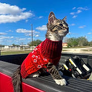 Ash joined the competition — help win amazing prizes! kitten, cat, red_sweater, truck_bed, outdoor, blue_sky, clouds, tabby, white_paws, young_cat, animal, pet, sunlight, fence, rural, nature, cute, fur, whiskers, tail