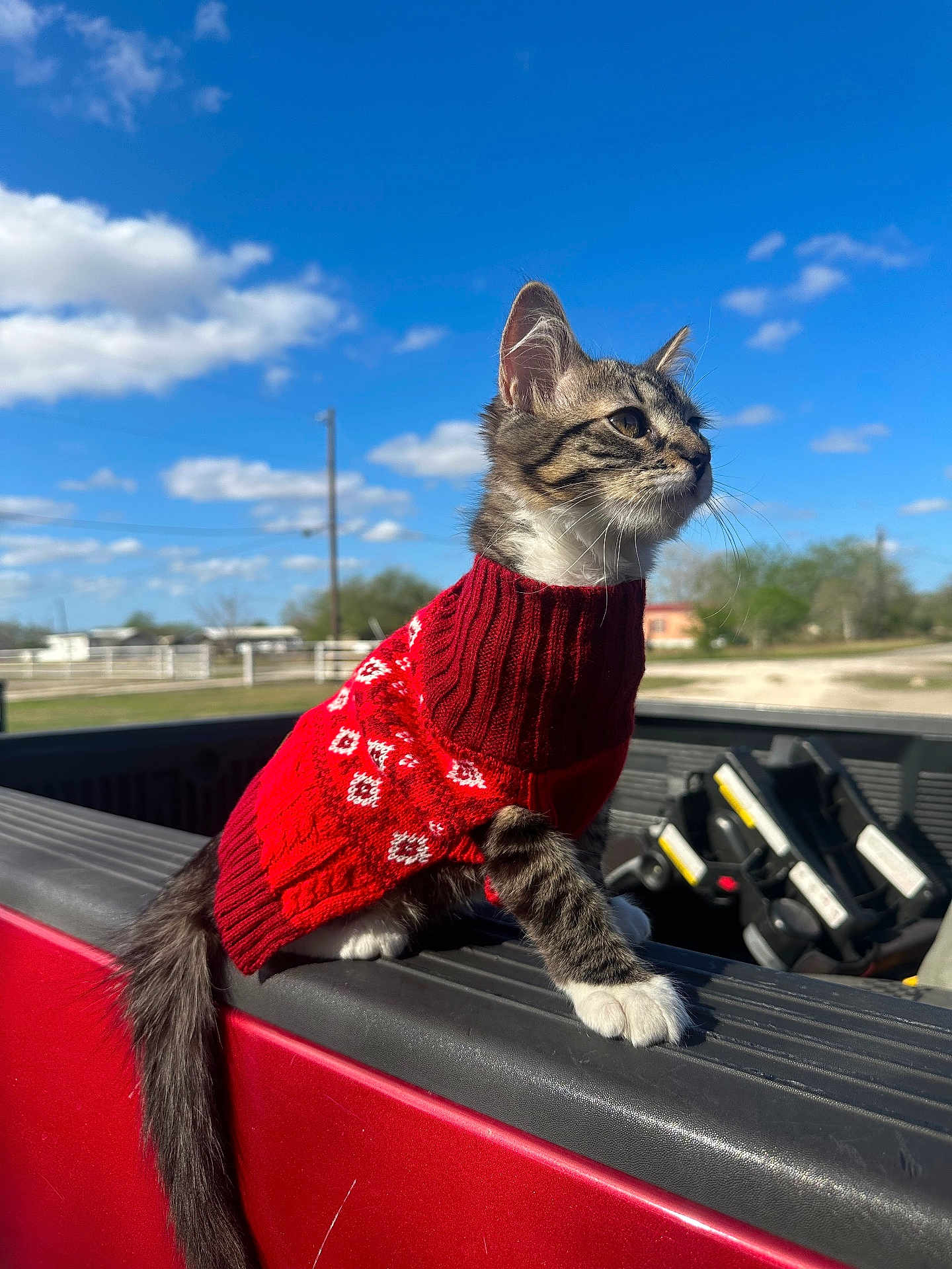 Ash joined the competition — help win amazing prizes! kitten, cat, red_sweater, truck_bed, outdoor, blue_sky, clouds, tabby, white_paws, young_cat, animal, pet, sunlight, fence, rural, nature, cute, fur, whiskers, tail