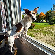 Pipers participe au concours pour gagner de l'argent avec cette photo : dog, small_dog, window, chair, indoor, outdoor, sunlight, blue_sky, autumn, trees, grass, building, curious, pet, animal, daylight, open_window, white_and_brown, looking_out, nature