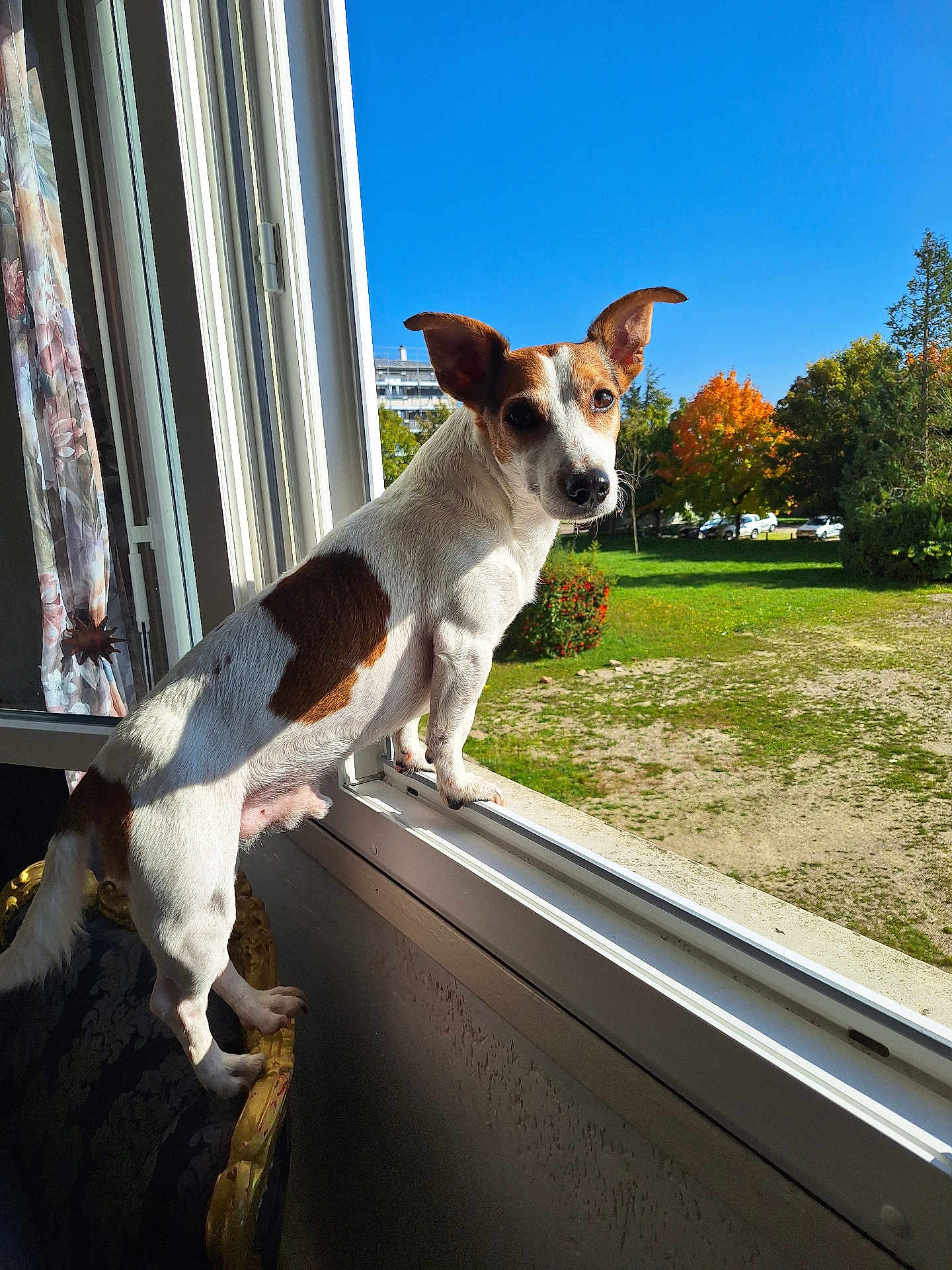 Pipers participe au concours pour gagner de l'argent avec cette photo : dog, small_dog, window, chair, indoor, outdoor, sunlight, blue_sky, autumn, trees, grass, building, curious, pet, animal, daylight, open_window, white_and_brown, looking_out, nature