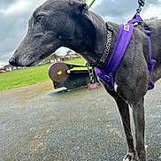 Bonnie joined the competition — help win amazing prizes! animal, canine, cloudy_sky, collar, dog, ears, fur, green_field, greyhound, leash, leopard_print_collar, outdoor, pavement, pet, playground_equipment, purple_harness, side_view, snout, tag, walking