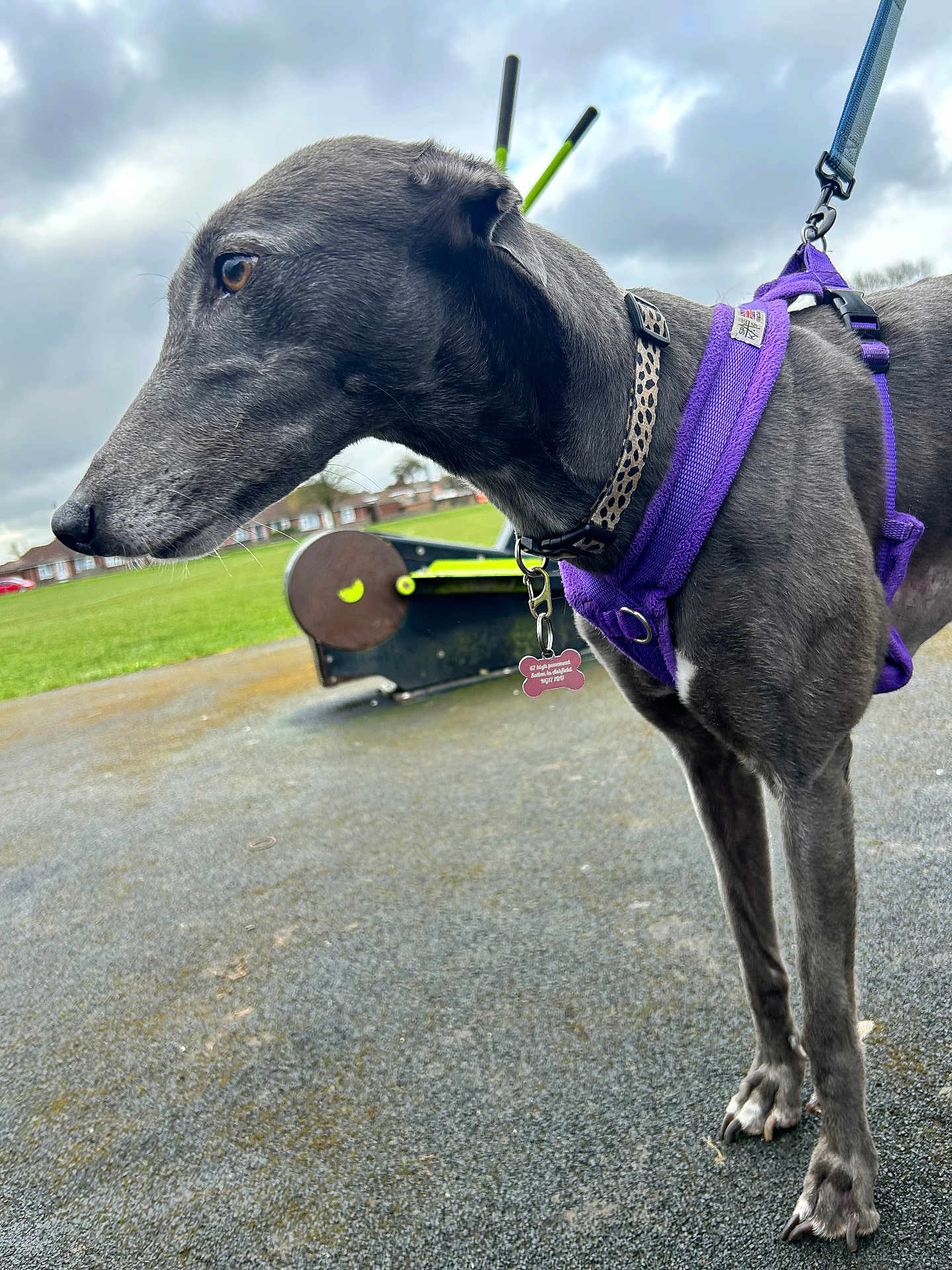 Bonnie