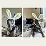 Bonnie joined the competition — help win amazing prizes! dog, bunny_ears, black_dog, indoor, couch, blanket, cushion, pet_accessory, animal, relaxed, furry, costume, cute, portrait, resting, domestic_animal, living_room, natural_light, greyhound, funny