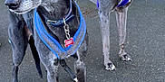 Bonnie joined the competition — help win amazing prizes! dog, greyhound, leash, harness, pavement, fence, brick_wall, outdoor, pet, canine, animal, collar, two_dogs, black_dog, grey_dog, standing, alert, ears_up, walking, companions