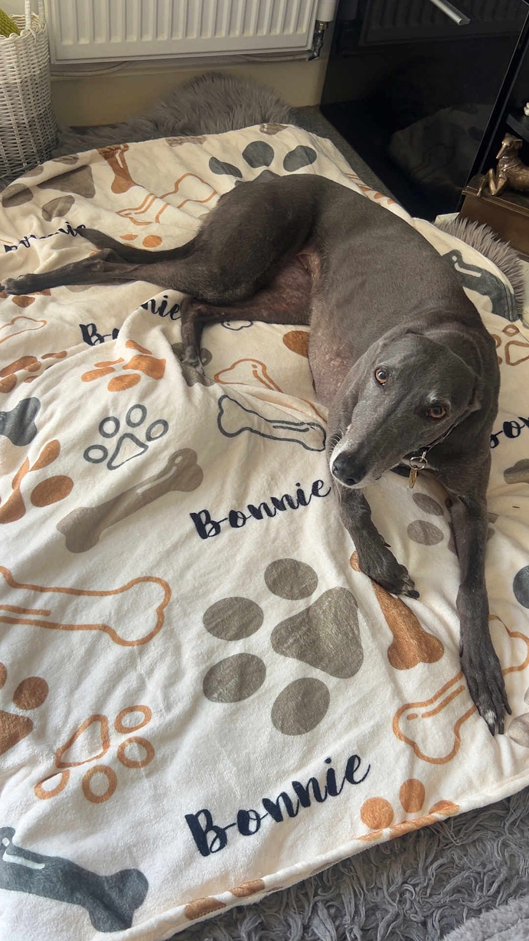 Bonnie is registered to the contest to win money with this photo: dog, blanket, paw_print, bone_pattern, indoor, grey_dog, lying_down, fur, collar, pet, cozy, carpet, radiator, relaxed, animal, comfort, canine, resting, home, looking_up