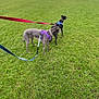 Bonnie joined the competition — help win amazing prizes! dogs, leashes, grass, field, cloudy_sky, houses, suburban, outdoor, pets, canine, walk, harness, greenery, nature, daytime, two_animals, alert, playing, open_space, recreation