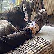 Bonnie is registered to the contest to win money with this photo: dog, greyhound, indoor, window, slipper, footwear, blanket, cozy, curious, pet, relaxing, furniture, curtain, radiator, carpet, sock, paw, animal, domestic, resting