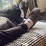 dog, greyhound, indoor, window, slipper, footwear, blanket, cozy, curious, pet, relaxing, furniture, curtain, radiator, carpet, sock, paw, animal, domestic, resting