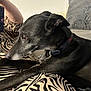 Cypress is registered to the contest to win money with this photo: dog, black_dog, pet, animal, collar, zebra_print, blanket, couch, indoor, furniture, relaxing, side_view, fur, mammal, companion, domestic_animal, snout, ears, looking_away, cozy