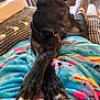 Cypress joined the competition — help win amazing prizes! dog, black_dog, paws_crossed, blanket, unicorn_pattern, indoor, living_room, cozy, curious, alert, pet, collar, furniture, carpet, slippers, human_leg, relaxing, comfort, home, natural_light