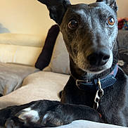 Cypress is registered to the contest to win money with this photo: animal, black_dog, brown_eyes, canine, close_up, collar, companion, couch, curious, dog, domestic_animal, furniture, home, indoor, living_room, mammal, paw, pet, portrait, relaxed