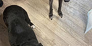 Cypress is registered to the contest to win money with this photo: dog, greyhound, indoor, wooden_floor, pet, animal, looking_up, flooring, collar, ears, eyes, two_dogs, domestic, canine, quiet, house, home, waiting, companions, curious