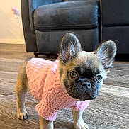 Tofu is registered to the contest to win money with this photo: adorable, animal, canine, couch, cute, dog, domestic_animal, ears, face, fur, home, indoor, pet, pink_sweater, portrait, puppy, small_dog, standing, wooden_floor, young_dog