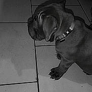 Akita a rejoint le concours — aidez-le/la à gagner de superbes lots ! dog, puppy, collar, floor, tiles, shadow, indoor, pet, animal, side_view, sitting, black_and_white, canine, cute, domestic_animal, young_dog, paw, quiet, still, tile_floor