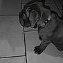 dog, puppy, collar, floor, tiles, shadow, indoor, pet, animal, side_view, sitting, black_and_white, canine, cute, domestic_animal, young_dog, paw, quiet, still, tile_floor