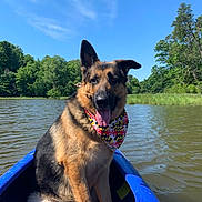 Gus joined the competition — help win amazing prizes! dog, german_shepherd, bandana, kayak, water, river, trees, sky, outdoor, nature, animal, pet, summer, sunny, happy, tongue_out, greenery, blue, adventure, canine
