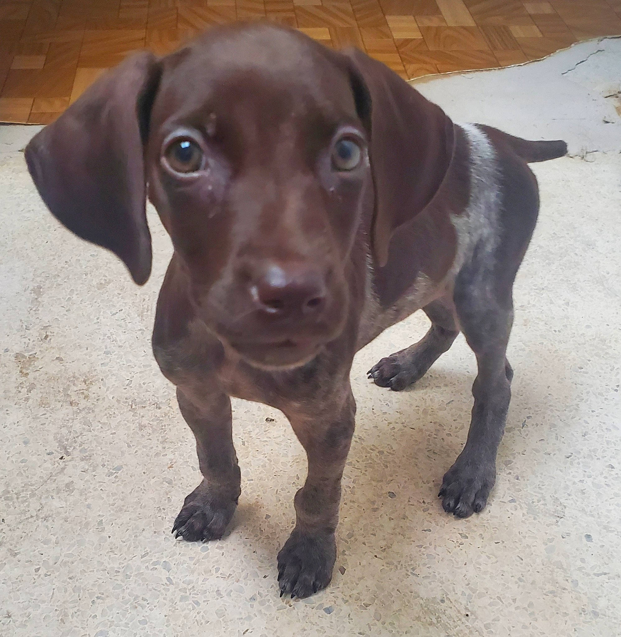 Costa is registered to the contest to win money with this photo: borador, canidae, carnivore, companion_dog, dog, dog_breed, eye, fawn, fur, hunting_dog, liver, metal, snout, sporting_group, whiskers, working_animal