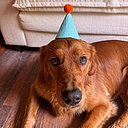 Freddie is registered to the contest to win money with this photo: dog, golden_retriever, party_hat, blue_hat, orange_pom_pom, wooden_floor, couch, indoor, pet, canine, animal, laying_down, brown_fur, close_up, looking_at_camera, house, living_room, cute, adorable, companion