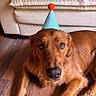 dog, golden_retriever, party_hat, blue_hat, orange_pom_pom, wooden_floor, couch, indoor, pet, canine, animal, laying_down, brown_fur, close_up, looking_at_camera, house, living_room, cute, adorable, companion