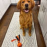 Freddie joined the competition — help win amazing prizes! golden_retriever, dog, toy, basketball_toy, rug, kitchen, floor, wood_floor, cabinet, white_cabinet, pet, indoor, happy, sitting, looking_up, playful, brown_dog, fur, domestic_animal, household
