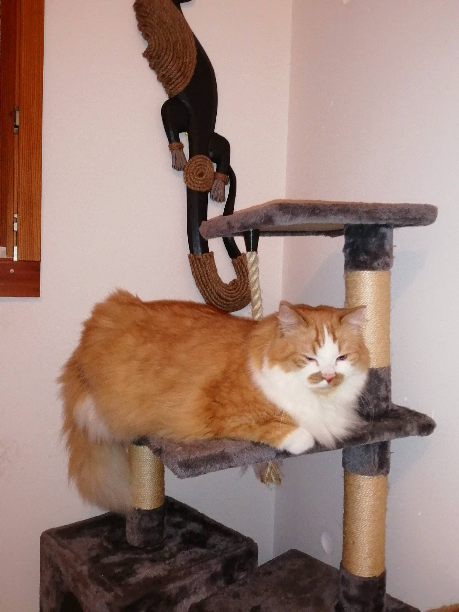 Roucky a rejoint le concours — aidez-le/la à gagner de superbes lots ! box, carnivore, cat, cat_supply, chair, domestic_short_haired_cat, door, fawn, felidae, fur, hardwood, pedestal, pet_supply, room, small_to_medium_sized_cats, table, tail, whiskers, wood, wood_stain