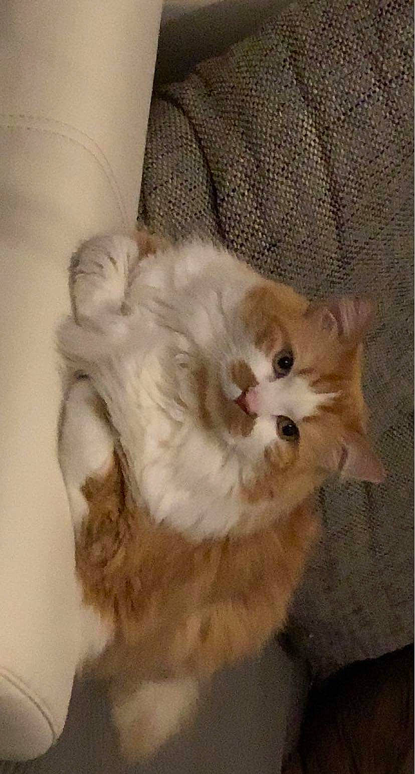 Roucky participe au concours pour gagner de l'argent avec cette photo : art, british_longhair, carnivore, cat, claw, comfort, companion_dog, fawn, felidae, fur, paw, small_to_medium_sized_cats, snout, tail, terrestrial_animal, whiskers