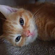 Tibleu a rejoint le concours — aidez-le/la à gagner de superbes lots ! cat, kitten, orange_tabby, close_up, whiskers, blue_eyes, pink_nose, sleepy, feline, pet, fur, animal, cute, soft_texture, lying_down, portrait, indoor, young_cat, domestic_cat, relaxed