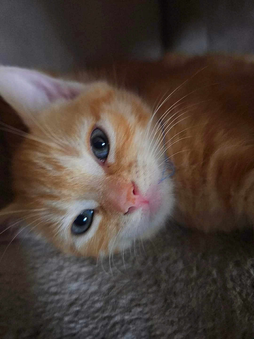 Tibleu a rejoint le concours — aidez-le/la à gagner de superbes lots ! cat, kitten, orange_tabby, close_up, whiskers, blue_eyes, pink_nose, sleepy, feline, pet, fur, animal, cute, soft_texture, lying_down, portrait, indoor, young_cat, domestic_cat, relaxed
