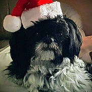 Buddy joined the competition — help win amazing prizes! dog, black_and_white, santa_hat, pet, fluffy, indoor, holiday, festive, animal, cute, cozy, fur, portrait, laying_down, domestic_animal, christmas, companion, adorable, sleepy, holiday_season