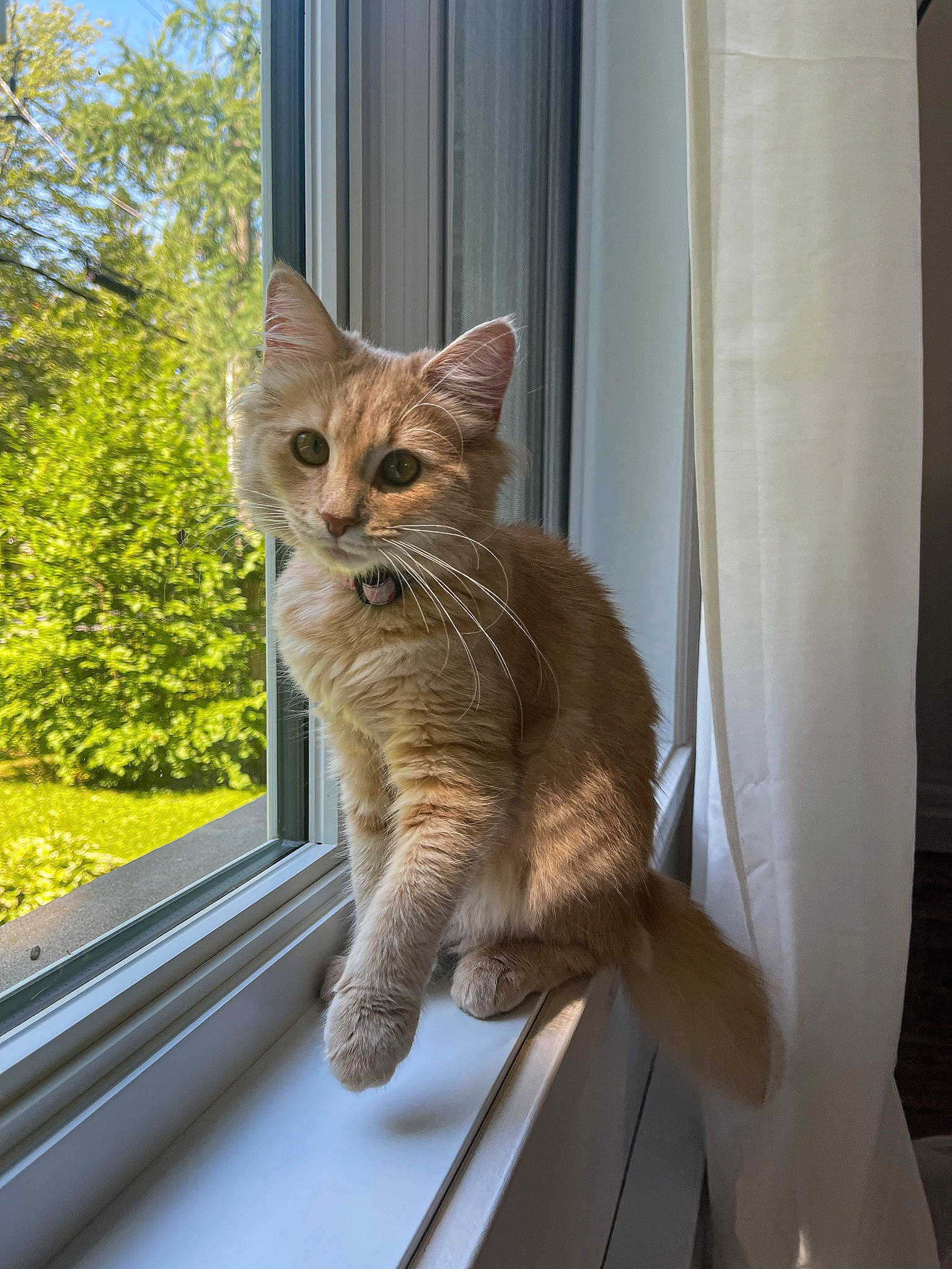 Léa a rejoint le concours — aidez-le/la à gagner de superbes lots ! carnivore, cat, comfort, curtain, domestic_short_haired_cat, door, fawn, felidae, fur, glass, plant, sitting, small_to_medium_sized_cats, snout, tail, tree, whiskers, window, windshield, wood