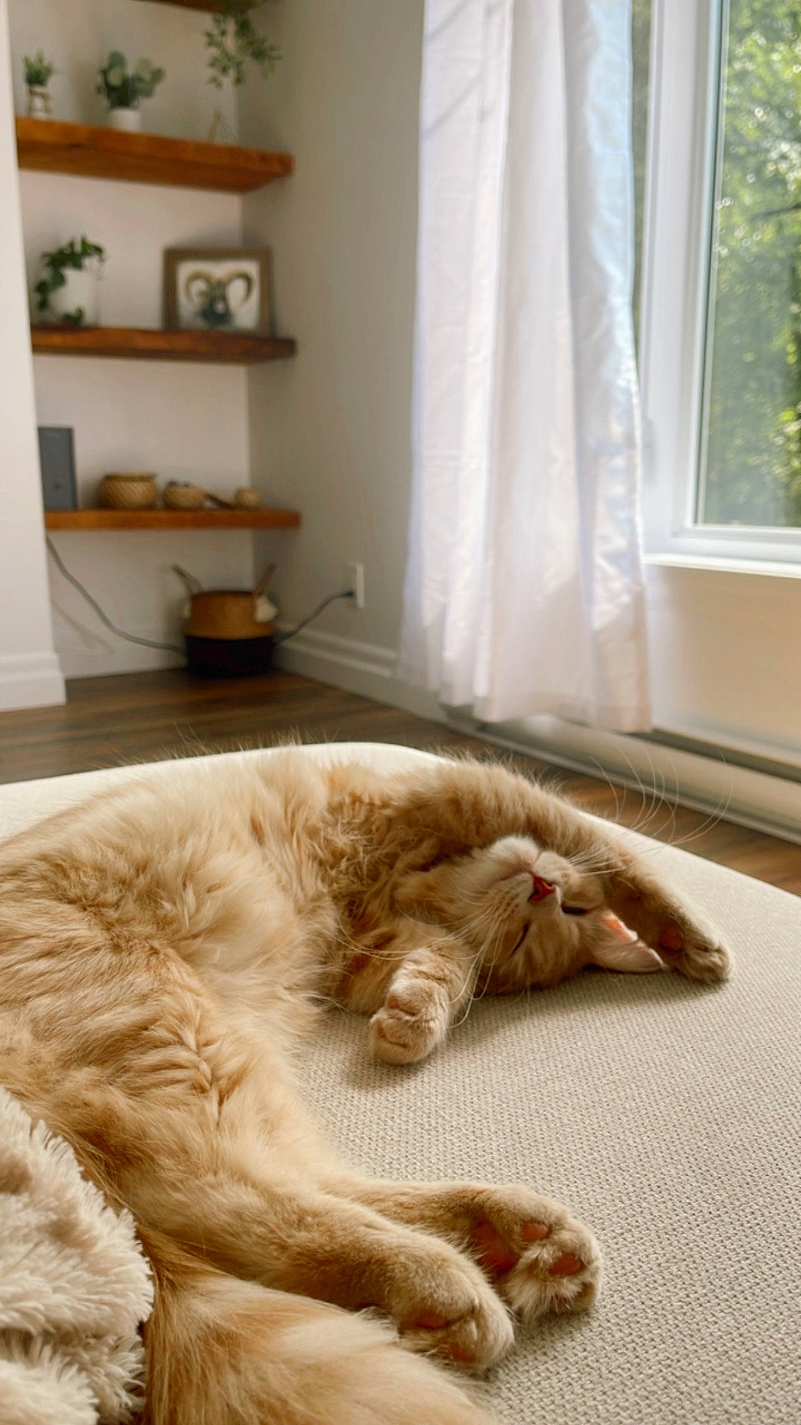 Léa a rejoint le concours — aidez-le/la à gagner de superbes lots ! carnivore, cat, comfort, companion_dog, curtain, dog_breed, domestic_short_haired_cat, fawn, felidae, floor, flooring, interior_design, linens, room, small_to_medium_sized_cats, snout, tail, whiskers, window, wood