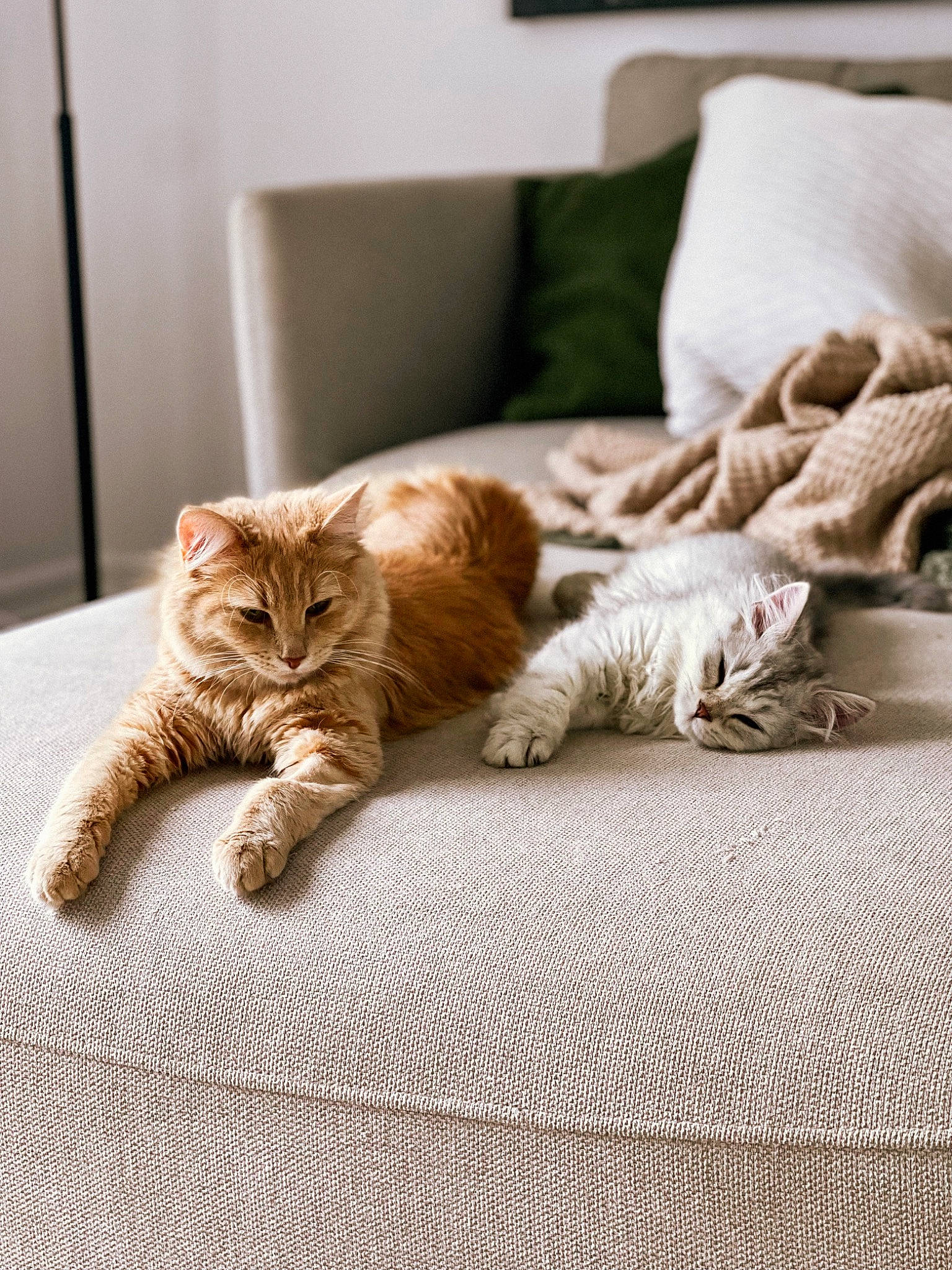 Léa participe au concours pour gagner de l'argent avec cette photo : carnivore, cat, comfort, couch, domestic_short_haired_cat, fawn, felidae, floor, flooring, fur, grey, hardwood, linens, mammal, paw, small_to_medium_sized_cats, tail, vertebrate, whiskers, wood
