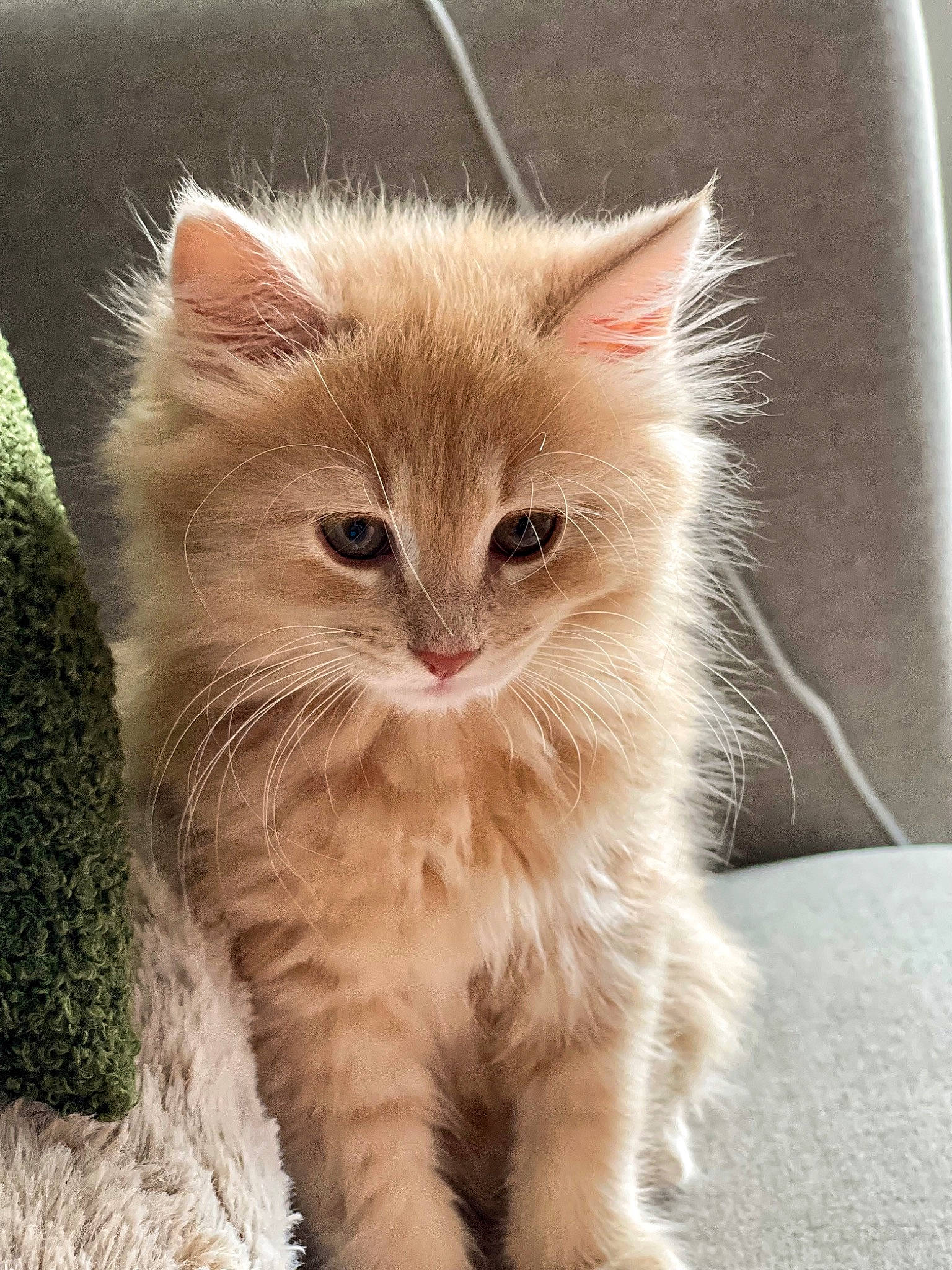 Léa participe au concours pour gagner de l'argent avec cette photo : carnivore, cat, claw, domestic_short_haired_cat, fawn, felidae, fur, grass, paw, plant, small_to_medium_sized_cats, snout, tail, terrestrial_animal, tree, whiskers, window