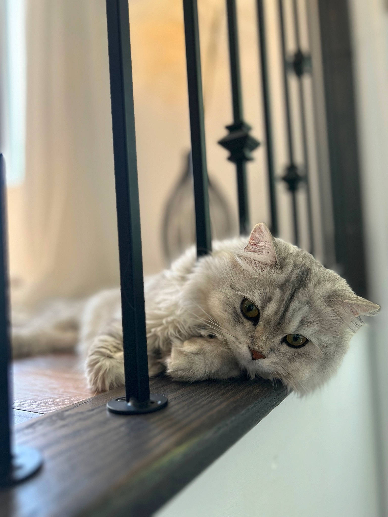 Léo a rejoint le concours — aidez-le/la à gagner de superbes lots ! art, carnivore, cat, comfort, domestic_short_haired_cat, felidae, flooring, fur, grey, hardwood, house, paw, plant, room, small_to_medium_sized_cats, snout, tail, whiskers, window, wood