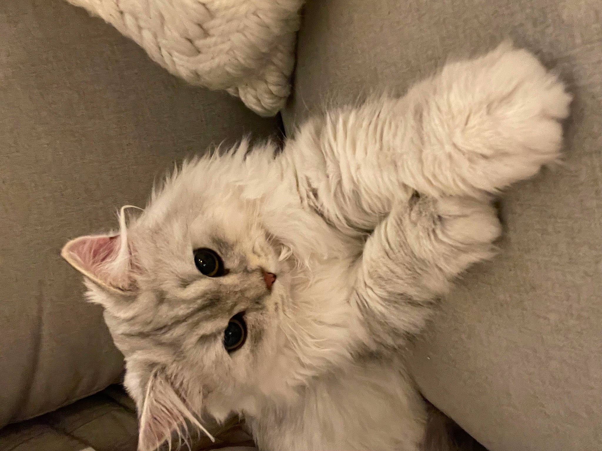 Léo participe au concours pour gagner de l'argent avec cette photo : carnivore, cat, claw, comfort, eye, fawn, felidae, fur, monochrome, monochrome_photography, paw, small_to_medium_sized_cats, snout, tail, whiskers