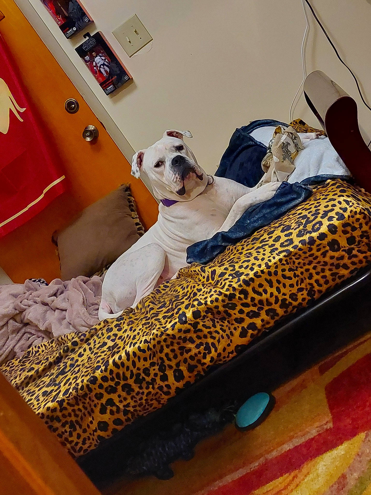 Khaine is registered to the contest to win money with this photo: bed, bed_frame, bedding, carnivore, carpet, comfort, companion_dog, couch, dog, dog_breed, fawn, felidae, flooring, hardwood, leisure, linens, pillow, room, sporting_group, wood