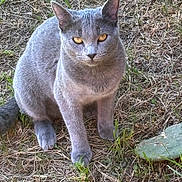 Leonard Villareal joined the competition — help win amazing prizes! cat, grey_cat, animal, pet, outdoor, grass, dry_grass, plant, cactus, nature, sitting, feline, fur, whiskers, ears, paws, eyes, alert, ground, sunlight
