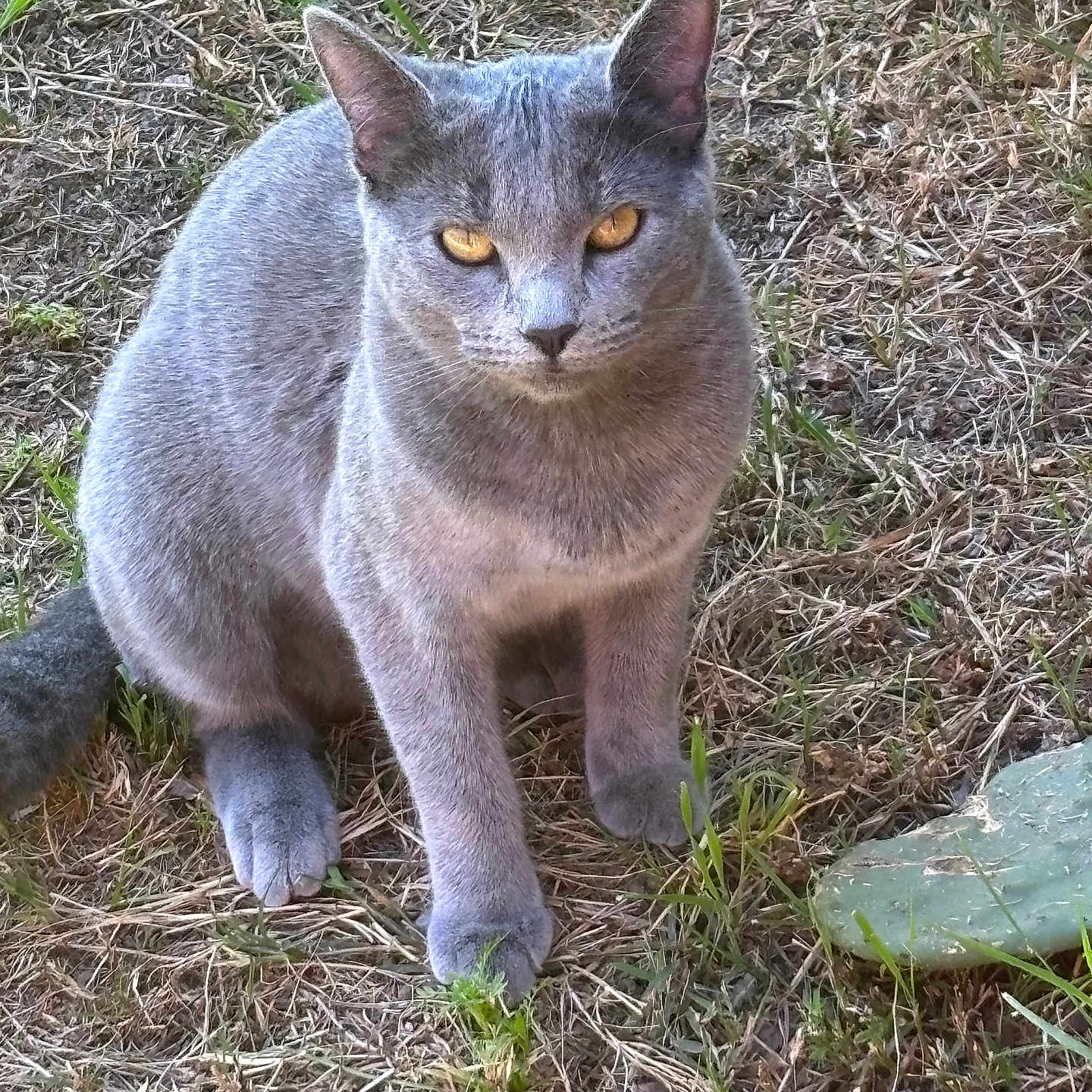 Leonard Villareal joined the competition — help win amazing prizes! cat, grey_cat, animal, pet, outdoor, grass, dry_grass, plant, cactus, nature, sitting, feline, fur, whiskers, ears, paws, eyes, alert, ground, sunlight