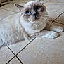 animal, blue_eyes, cat, close_up, curious, cute, domestic_cat, feline, fluffy, fur, home, indoor, looking_up, lying_down, mammal, paws, pet, relaxed, tile_floor, whiskers