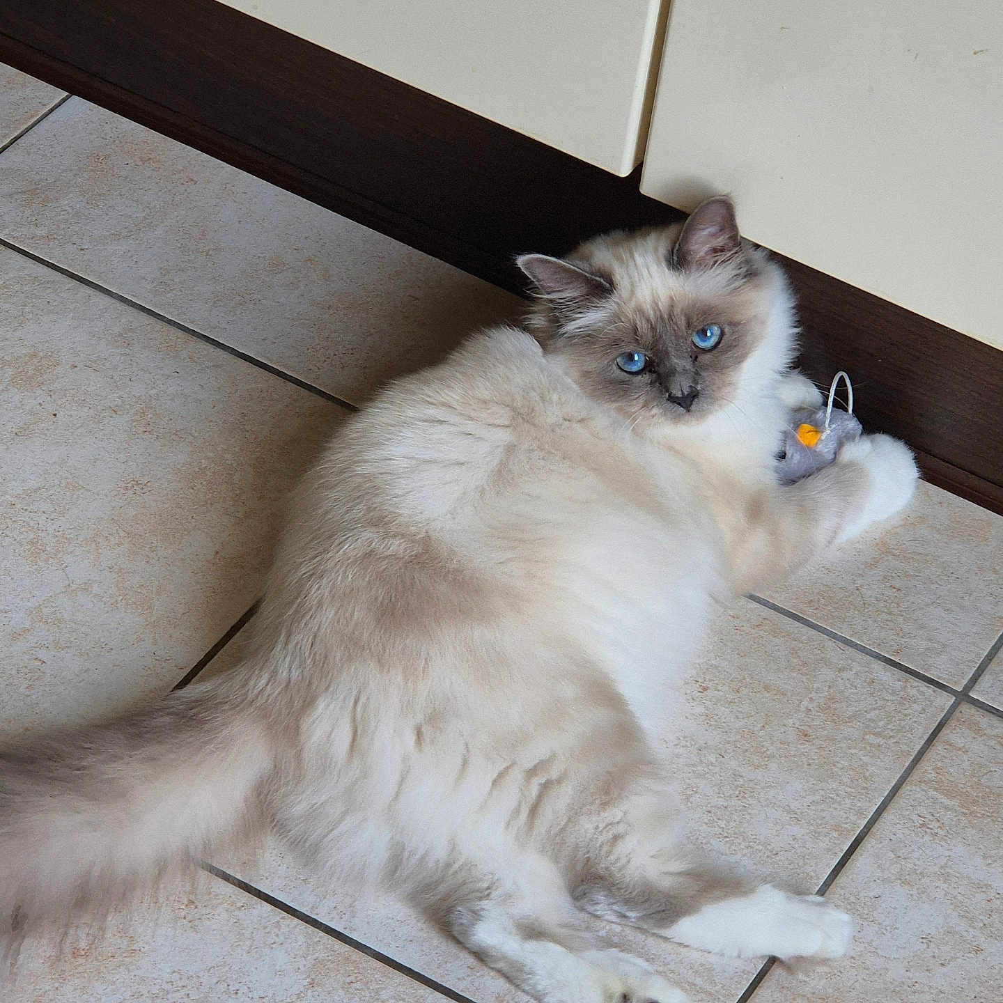 Athèna participe au concours pour gagner de l'argent avec cette photo : animal, blue_eyes, brown_markings, cabinet, cat, cute, domestic_animal, feline, floor_tile, fluffy, indoor, lying_down, paw, pet, playful, relaxed, tail, toy_mouse, whiskers, white_fur