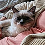 animal, arms, blue_eyes, cat, close_up, comfort, cozy, cuddle, cute, domestic_animal, feline, fluffy, indoor, knit_sweater, person, pet, pink_shirt, relaxation, resting, soft_texture