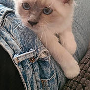 Athèna a rejoint le concours — aidez-le/la à gagner de superbes lots ! kitten, cat, blue_eyes, fur, whiskers, denim, jeans, lap, pet, cute, curious, soft, close_up, indoor, resting, animal, young, feline, cozy, texture