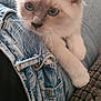 kitten, cat, blue_eyes, fur, whiskers, denim, jeans, lap, pet, cute, curious, soft, close_up, indoor, resting, animal, young, feline, cozy, texture