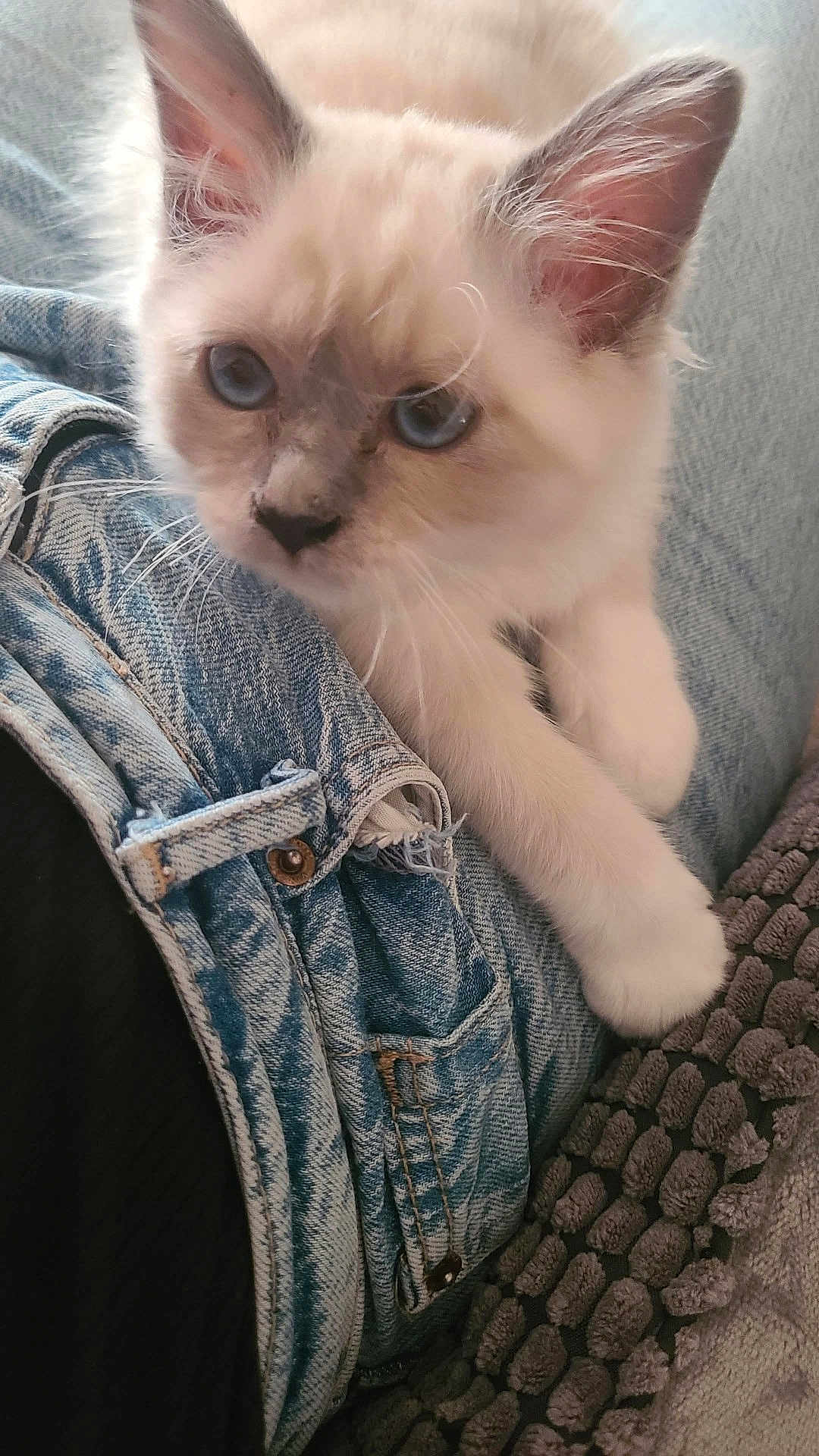 Athèna a rejoint le concours — aidez-le/la à gagner de superbes lots ! kitten, cat, blue_eyes, fur, whiskers, denim, jeans, lap, pet, cute, curious, soft, close_up, indoor, resting, animal, young, feline, cozy, texture