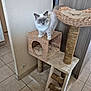 animal, blue_eyes, cat, cat_tree, corner, cozy, cute, domestic_cat, fluffy, furniture, home, indoor, ladder, light, looking, pet, standing, tile_floor, whiskers, woven_material