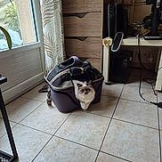 Athèna participe au concours pour gagner de l'argent avec cette photo : cat, pet_carrier, indoor, tile_floor, curtain, drawer, window, plant, furniture, cord, black_bag, home, cozy, fluffy_cat, blue_eyes, domestic_cat, resting, looking, light, curious