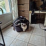 cat, pet_carrier, indoor, tile_floor, curtain, drawer, window, plant, furniture, cord, black_bag, home, cozy, fluffy_cat, blue_eyes, domestic_cat, resting, looking, light, curious