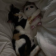 Eloise is registered to the contest to win money with this photo: cat, calico_cat, plush_toy, bed, blanket, white_blanket, sleeping, cozy, indoor, feline, snuggling, cute, soft_toy, resting, pet, animal, fur, comfort, cuddling, relaxation