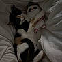 cat, calico_cat, plush_toy, bed, blanket, white_blanket, sleeping, cozy, indoor, feline, snuggling, cute, soft_toy, resting, pet, animal, fur, comfort, cuddling, relaxation